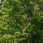 54E6E5E0-E7D0-46FB-A372-7B7AB97168C8_1_105_c