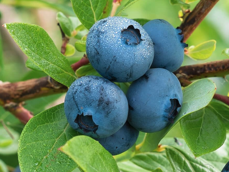 ripe blueberries on a blueberry plant