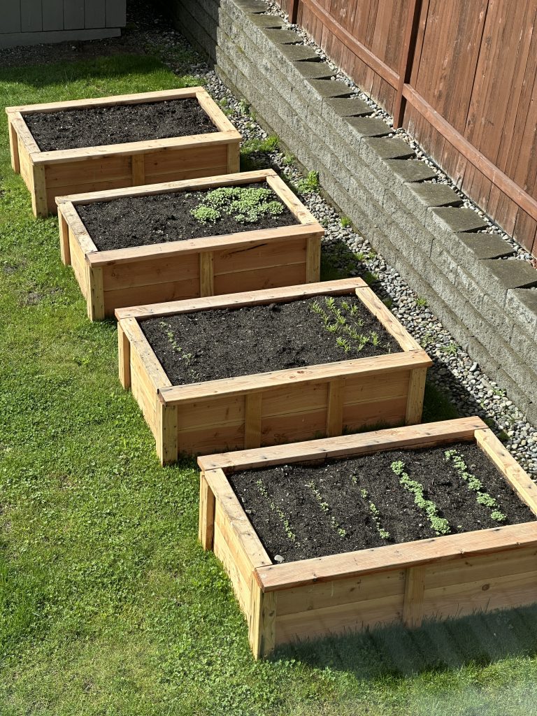Four raised bed gardens in a back yard