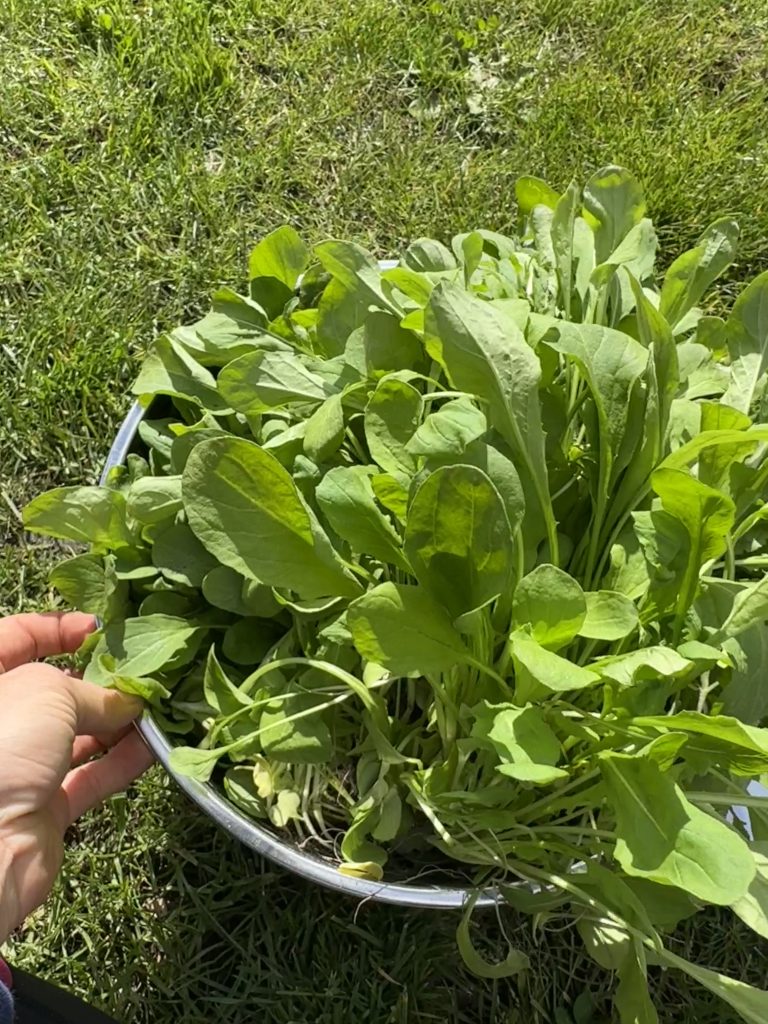 Lettuce harvested from raised beds