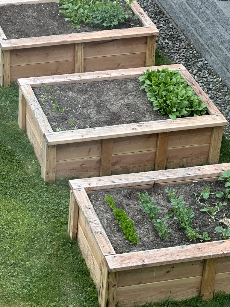 Lettuce growing in raised beds